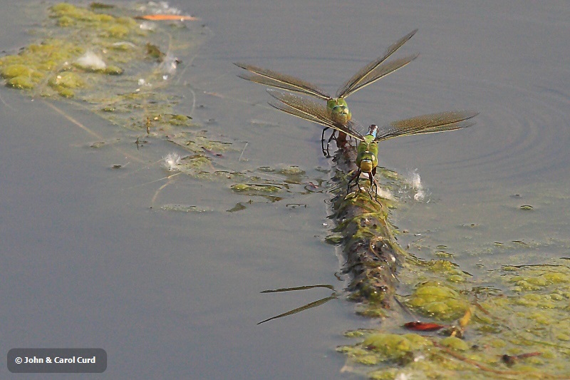 IMG_6130 Anax imperator.JPG